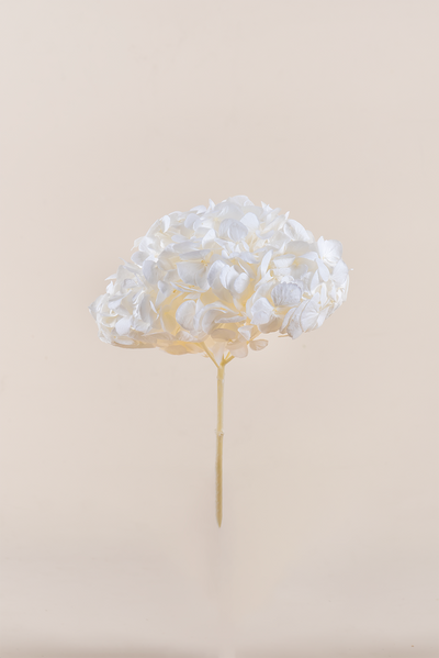 Hydrangea Premium