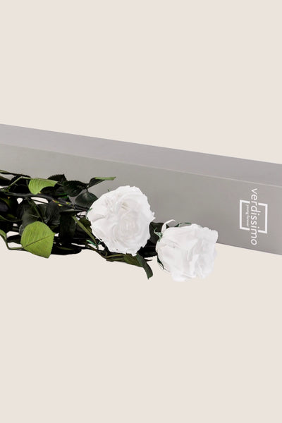 V-Rose Stem Rose