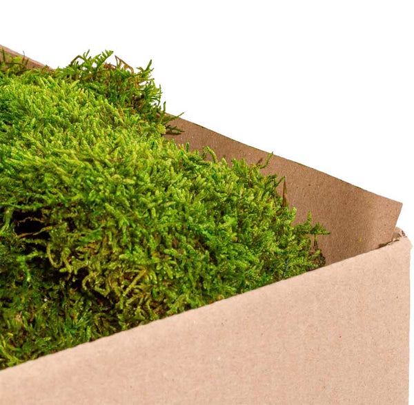 MOU2100-2-musgo-plano_600x600.