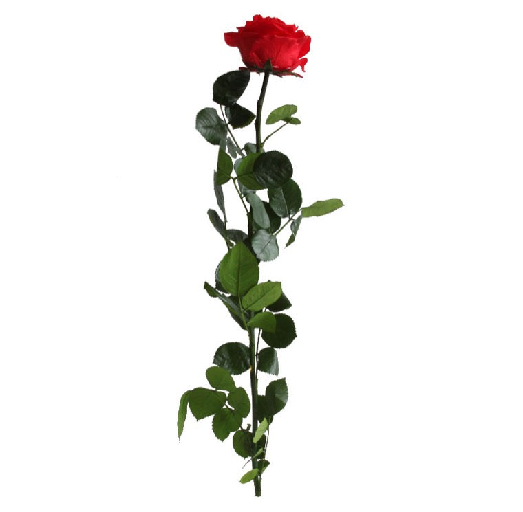 Single Stem Roses