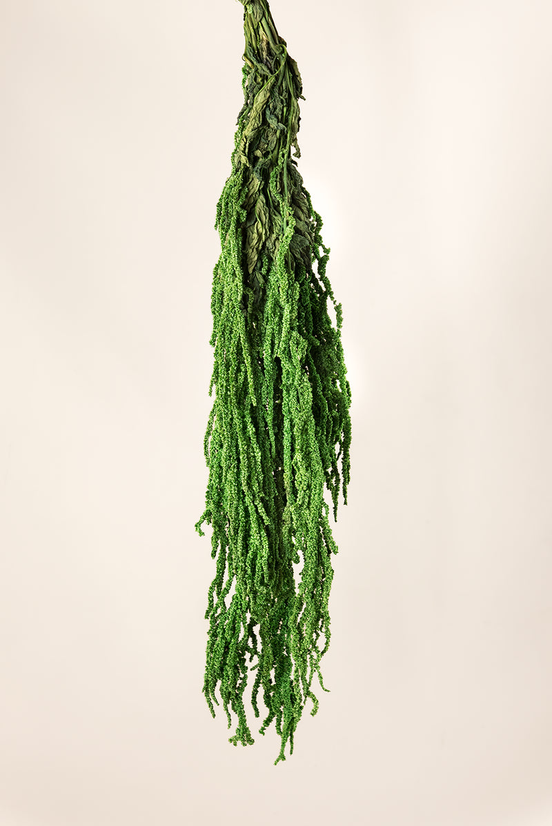 Amaranthus