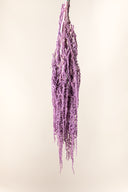 Amaranthus