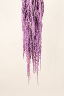 Amaranthus