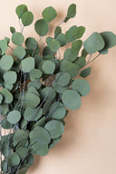 Populus