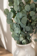 Populus