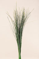 Bear Grass