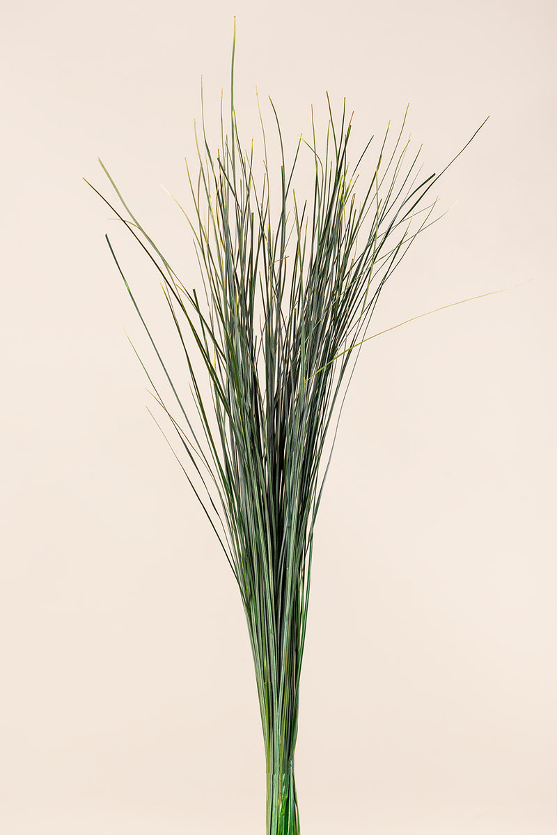 Bear Grass