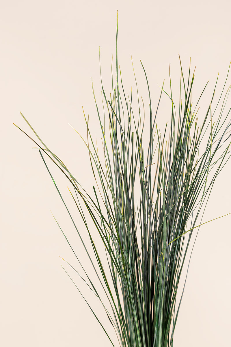 Bear Grass
