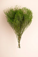 Broom