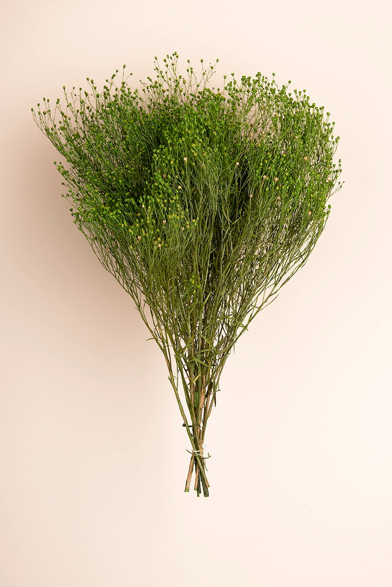 Broom Bulk - Pack 5.5 Lb.