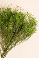 Broom