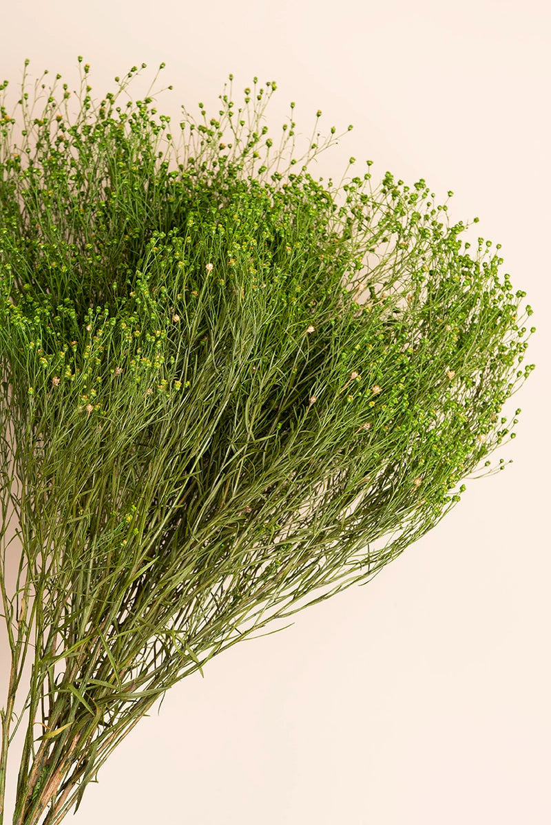 Broom Bulk - Pack 5.5 Lb.