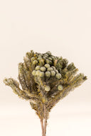Brunia Albiflora