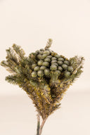Brunia Albiflora