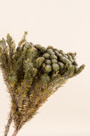 Brunia Albiflora