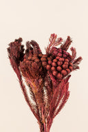 Brunia Albiflora