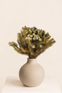 Brunia Albiflora