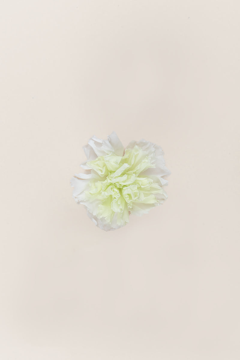 Shaded Carnation - Box 6 heads