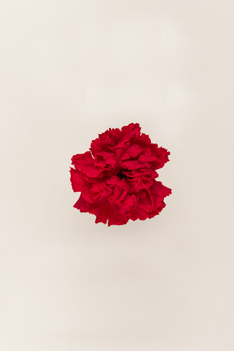 Carnations - Box 6 heads