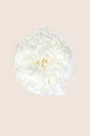 Carnations - Box 6 heads