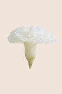 Carnations - Box 6 heads