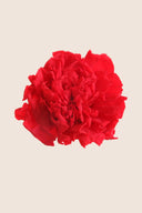 Carnations - Box 6 heads