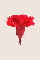 Carnations - Box 6 heads