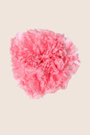 Carnations - Box 6 heads