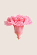 Carnations - Box 6 heads