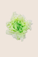 Shaded Carnation - Box 6 heads