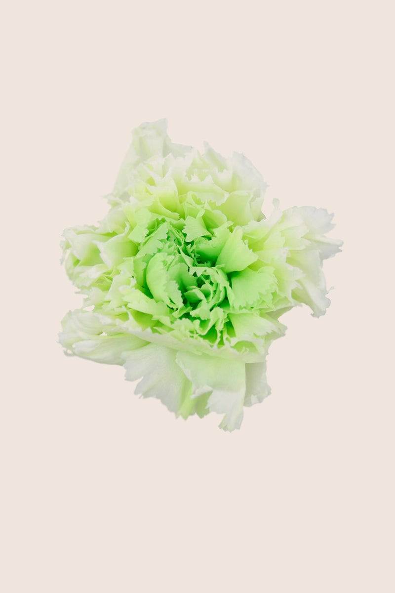 Shaded Carnation - Box 6 heads