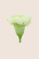 Shaded Carnation - Box 6 heads
