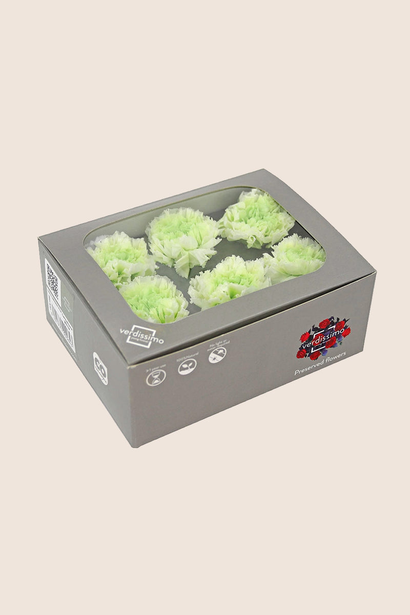 Shaded Carnation - Box 6 heads