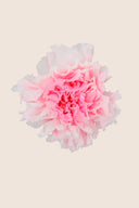 Shaded Carnation - Box 6 heads