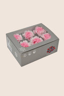 Shaded Carnation - Box 6 heads