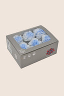 Shaded Carnation - Box 6 heads