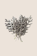 Cineraria Leaves