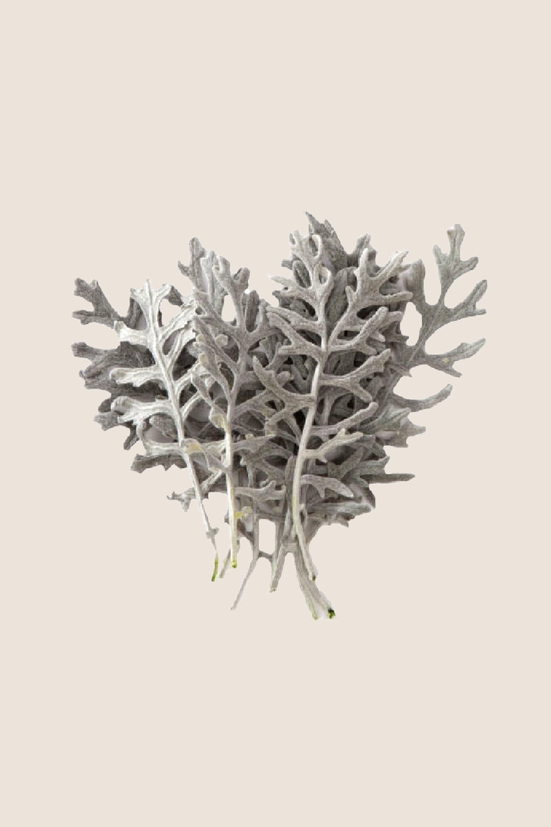 Cineraria Leaves
