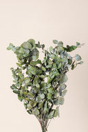 Cinerea