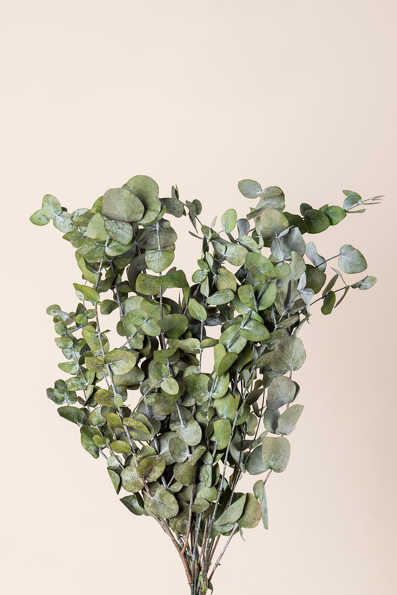 Cinerea