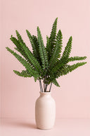 Felci Fern