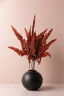 Felci Fern