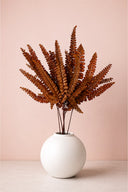 Felci Fern
