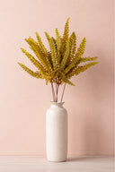 Felci Fern