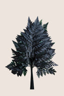 Leather Fern