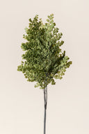 Lutti Fern