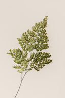 Lutti Fern