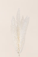 Fox Tail
