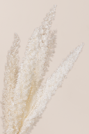 Fox Tail