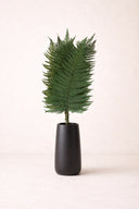 Parchment Fern